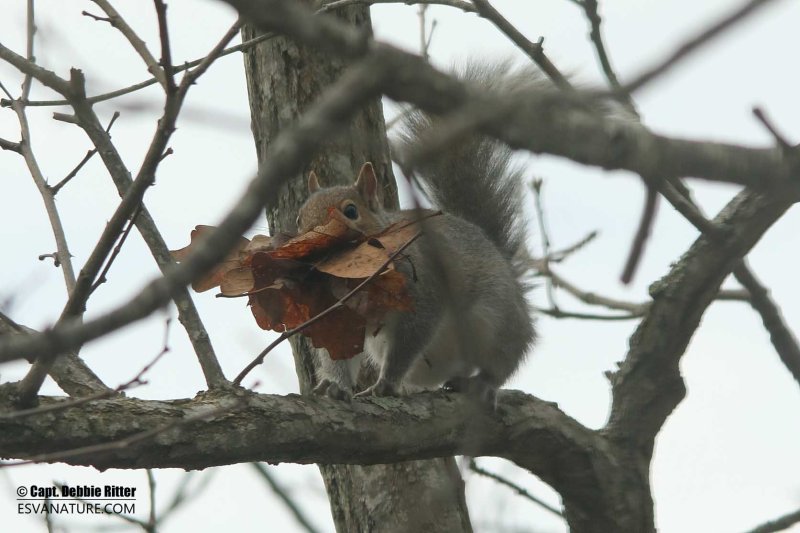 Squirrel 6914